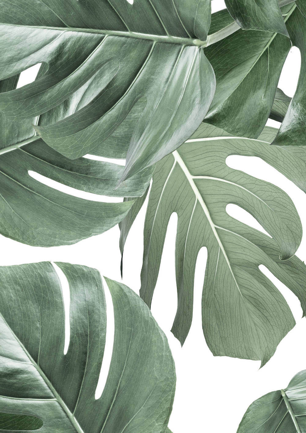 KEK Amsterdam Bold Botanics WP-584 Monstera Behang 2