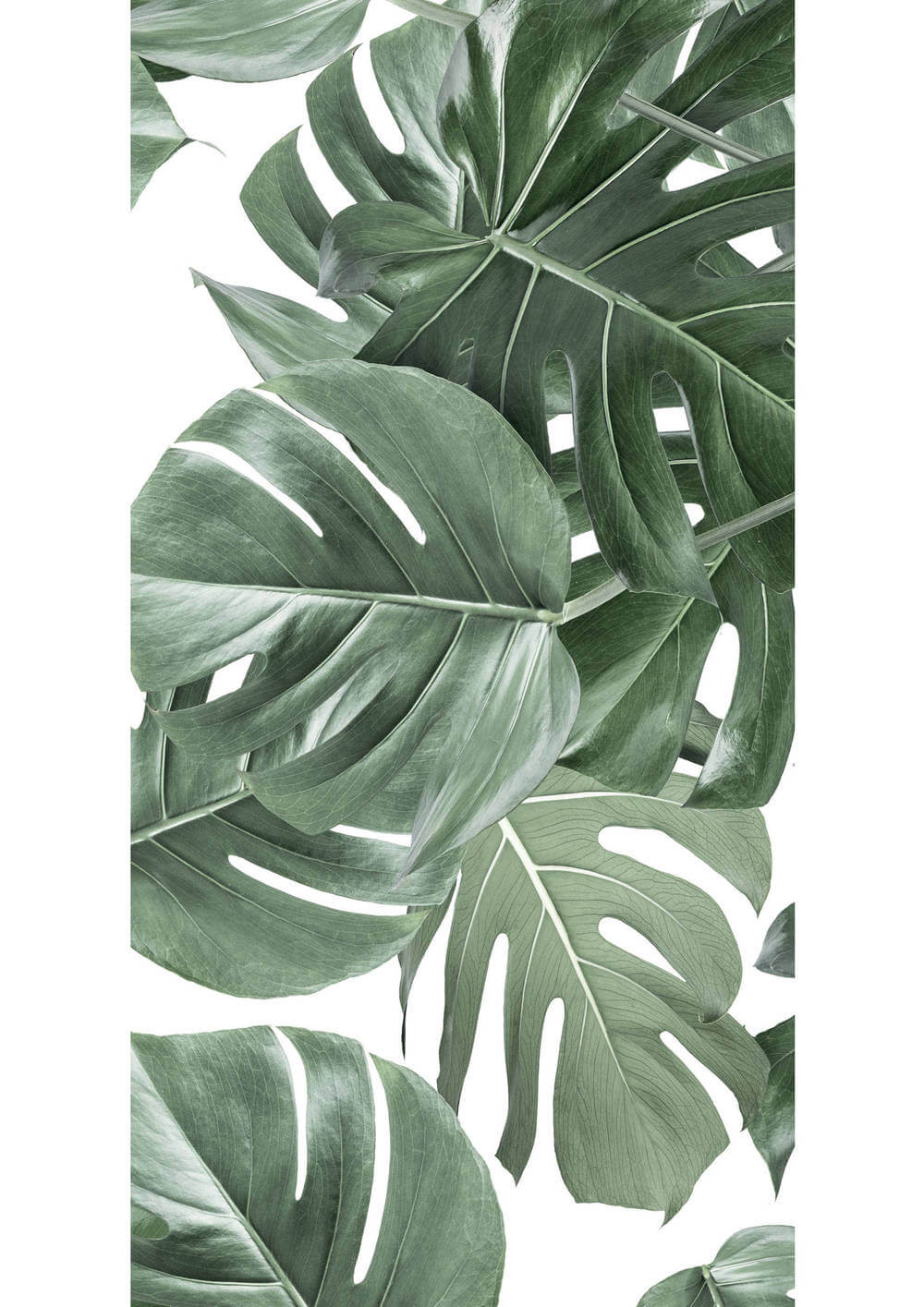 KEK Amsterdam Bold Botanics WP-584 Monstera Behang 1